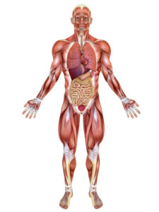 Anatomical