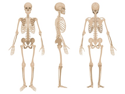 Skeleton